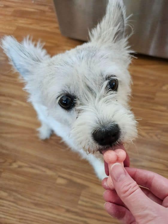 A white poodle terrier licking a bone shaped strawberry ice cream for dogs treat that is being held by someone's hand.