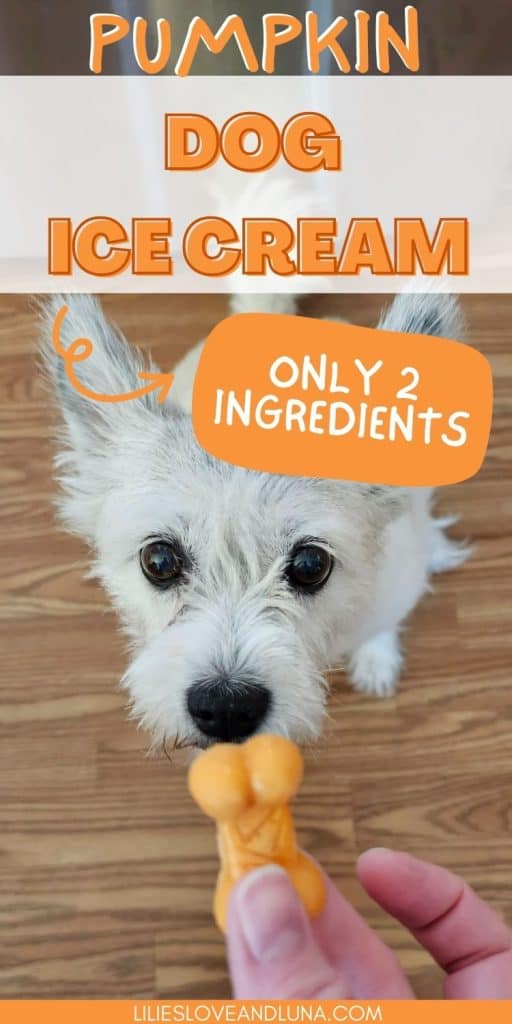Pin image of a dog looking at a pumpkin ice cream for dogs treat held in a person's hand with a text overlay that reads pumpkin dog ice cream: only 2 ingredients.