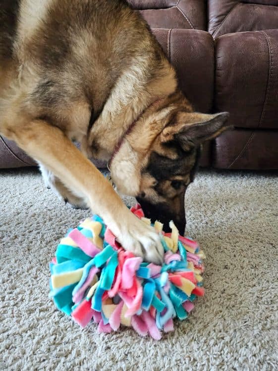 A German Shepherd holding a snuffle ball in place with her paw.
