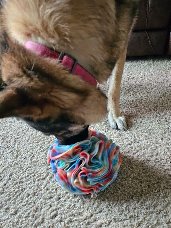 A German Shepherd sniffing for treats in a snuffle ball.