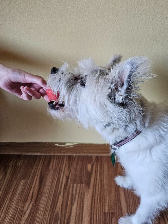A white poodle terrier with a piece of watermelon in her mouth.