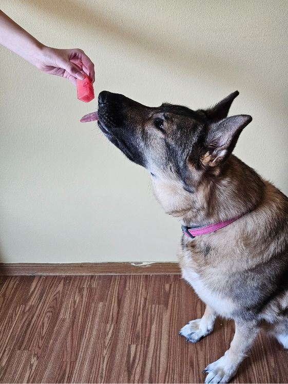 A German Shepherd trying to lick a piece of watermelon being held in a person's hand.