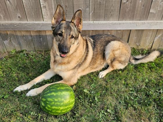 A German Shepherd laying by a fence with a whole watermelon in front of her.