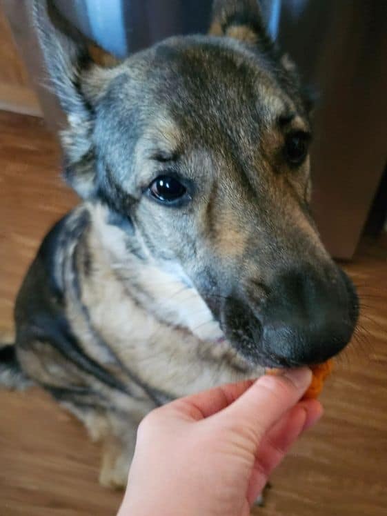 A German Shepherd biting a frozen pumpkin applesauce dog treat.
