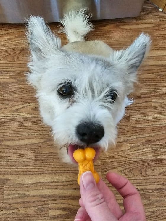 A white dog licking a bone shaped applesauce pumpkin frozen dog treat.