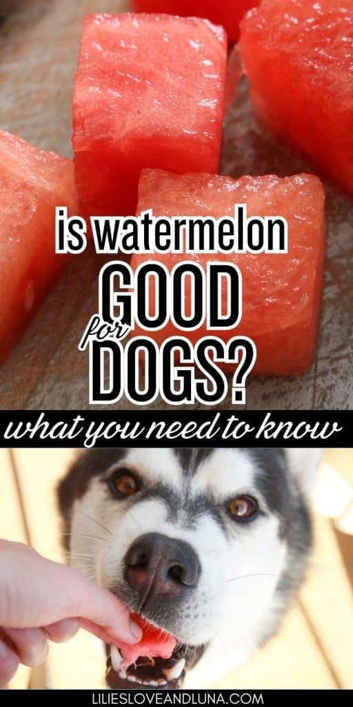 Pin image of cubes of watermelon above a picture of a husky grabbing a piece of watermelon from a person's hand. There is a text overlay that reads is watermelon good for dogs: what you need to know.