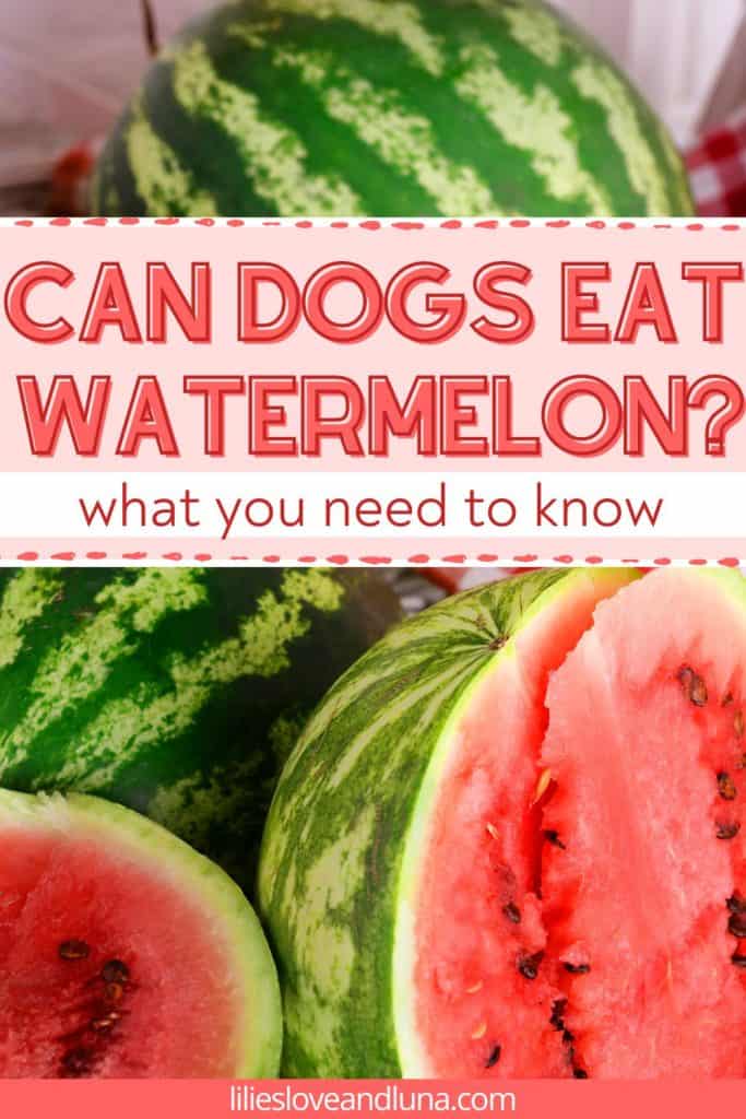 Pin image of a cut watermelon and two whole watermelons with a text overlay that reads can dogs eat watermelon: what you need to know.