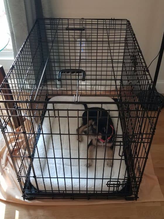 A dog in a wire crate in a living room.
