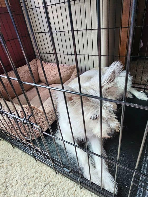 A white poodle terrier laying in front of her bed in a wire crate.