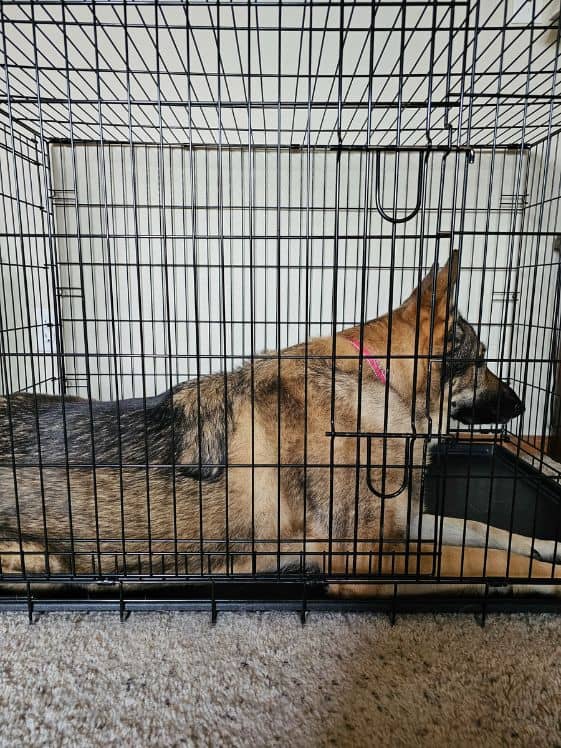 A German Shepherd in a wire crate.