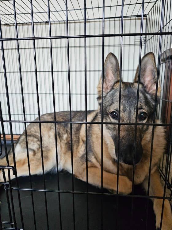 A German Shephed looking out of a wire crate.