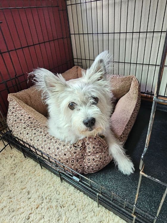A poodle terrier laying in a dog bed in a wire crate.