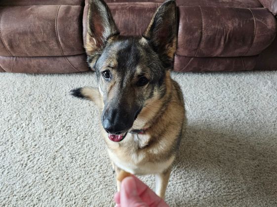 A German Shepherd sitting for a treat.