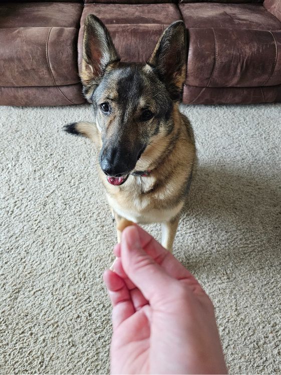 A German Shepherd sitting to get a treat.