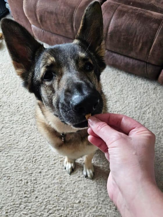 A German Shepherd sitting to get a treat.