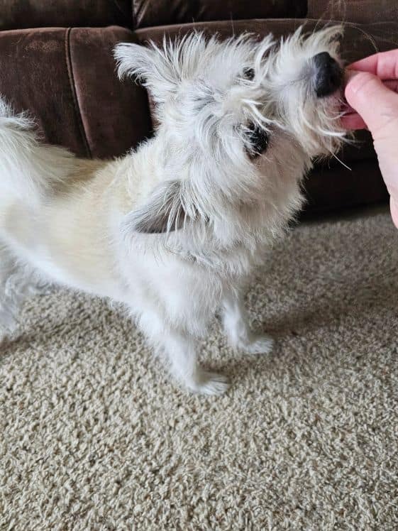A small dog standing with her nose following a treat that is slightly above her head.