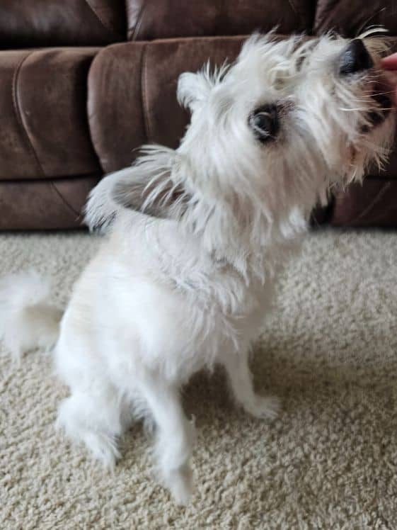 A small dog in the sit postion getting a treat.