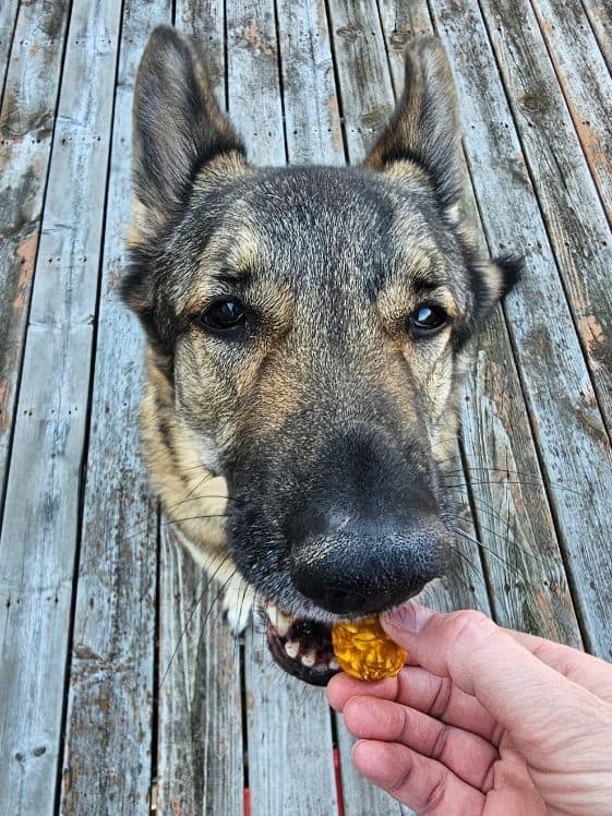A German Shepherd biting a peanut butter pumpkin dog treat ball.