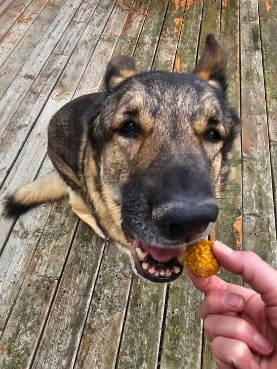 A German Shepherd biting a no bake peanut butter pumpkin dog treat.