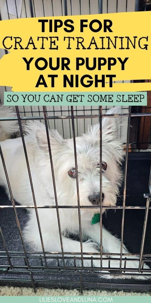 Pin image of a white poodle terrier in a wire crate with a text overlay that reads tips for crate training your puppy at night so you can get some sleep.