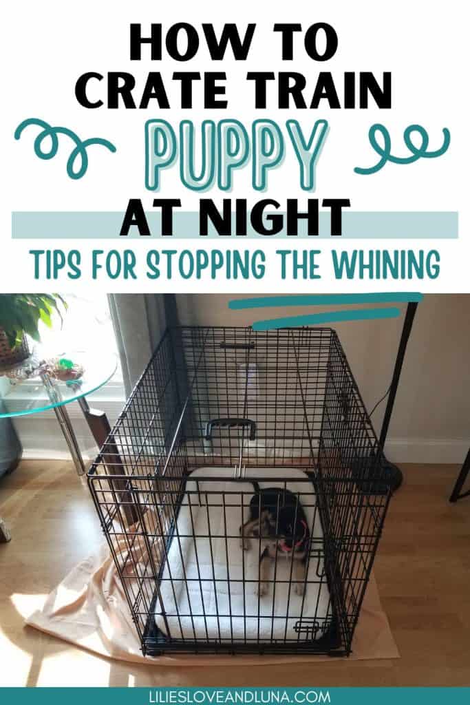 Pin image of a dog in a wire crate with a text overlay that reads how to crate train puppy at night: tips for stopping the whining.