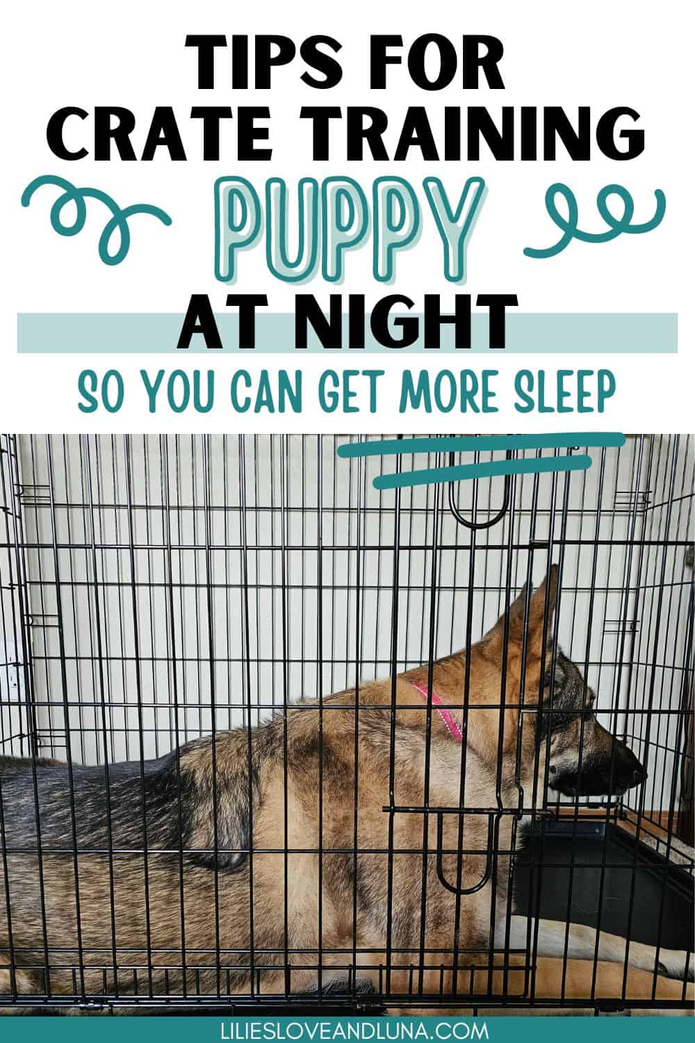 A German Shepherd in a wire crate with a text overlay that reads tips for crate training puppy at night so you can get some sleep.