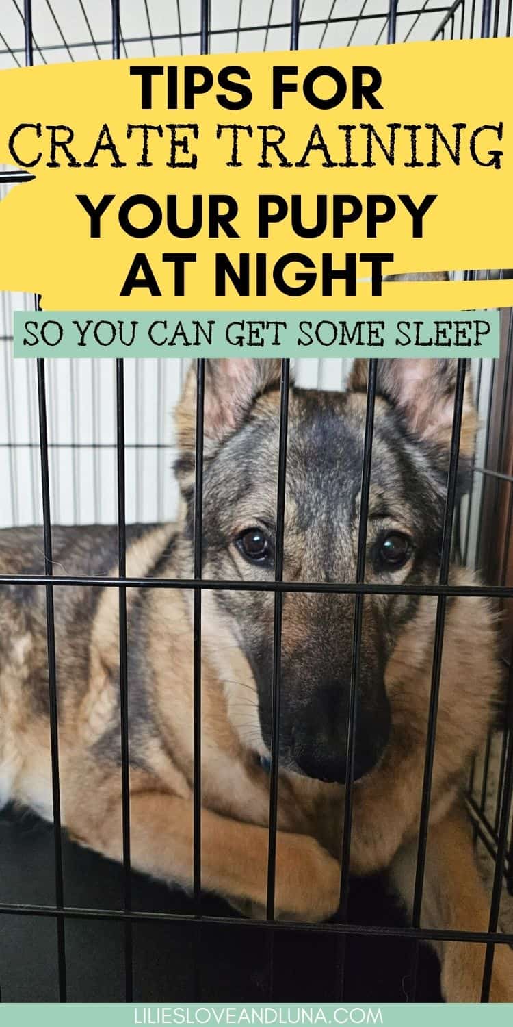 A German Shepherd in a wire crate with a text overlay that reads tips for crate training your puppy at night so you can get some sleep.
