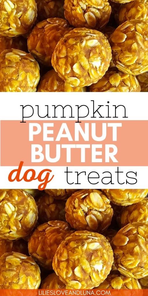 A close-up image of round, homemade dog treats made from pumpkin and peanut butter, highlighting their soft, chewy texture and featuring oats as a key ingredient, ideal for fall snacks for dogs.
