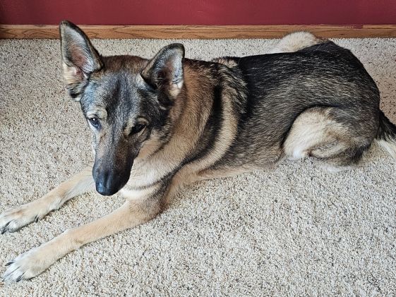 German Shepherd in a lie down position.