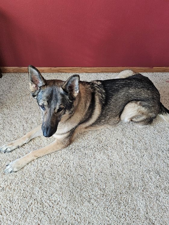 A German Shepherd in a lie down position.