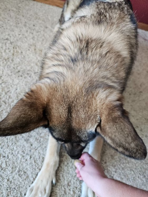 A German Shepherd following a treat into a lie down position.