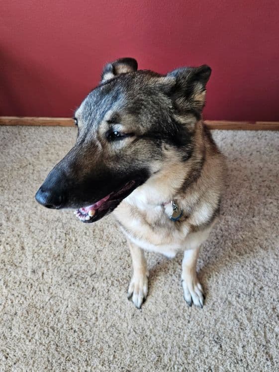 A German Shepherd in a sit position.