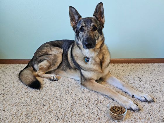 A German Shepherd laying by a glass bowl of kibble.