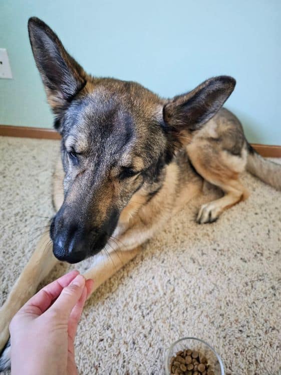 A German Shepherd getting a treat.