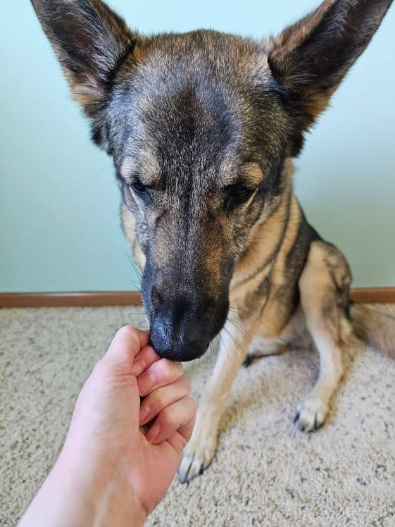 A German Shepherd sniffing a closed fist.