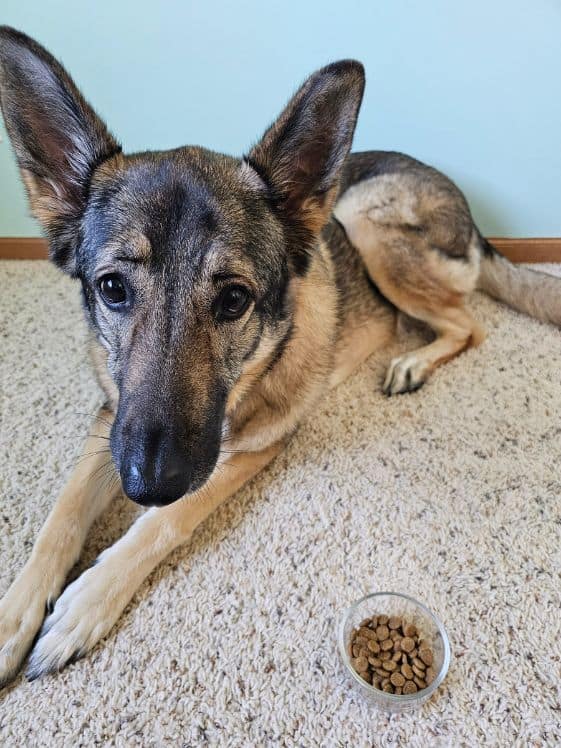 A German Shepherd laying next to a glass bowl of kibble.