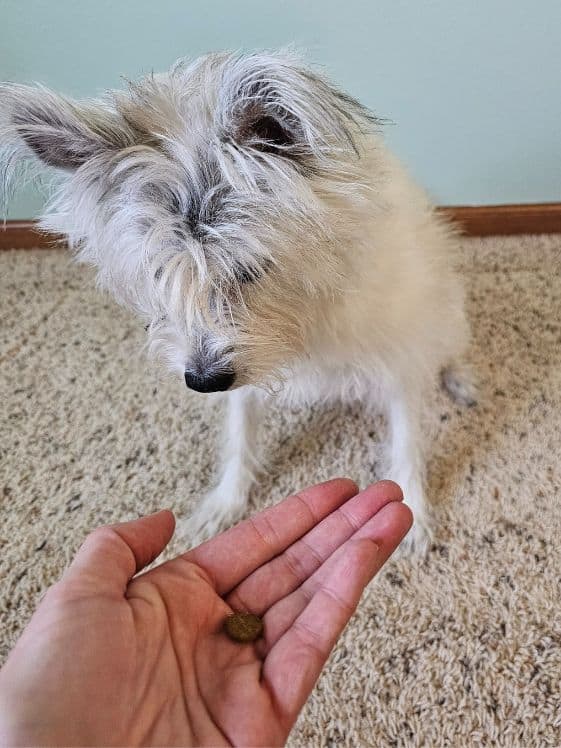 A poodle terrier looking at a dog treat on an open palm.