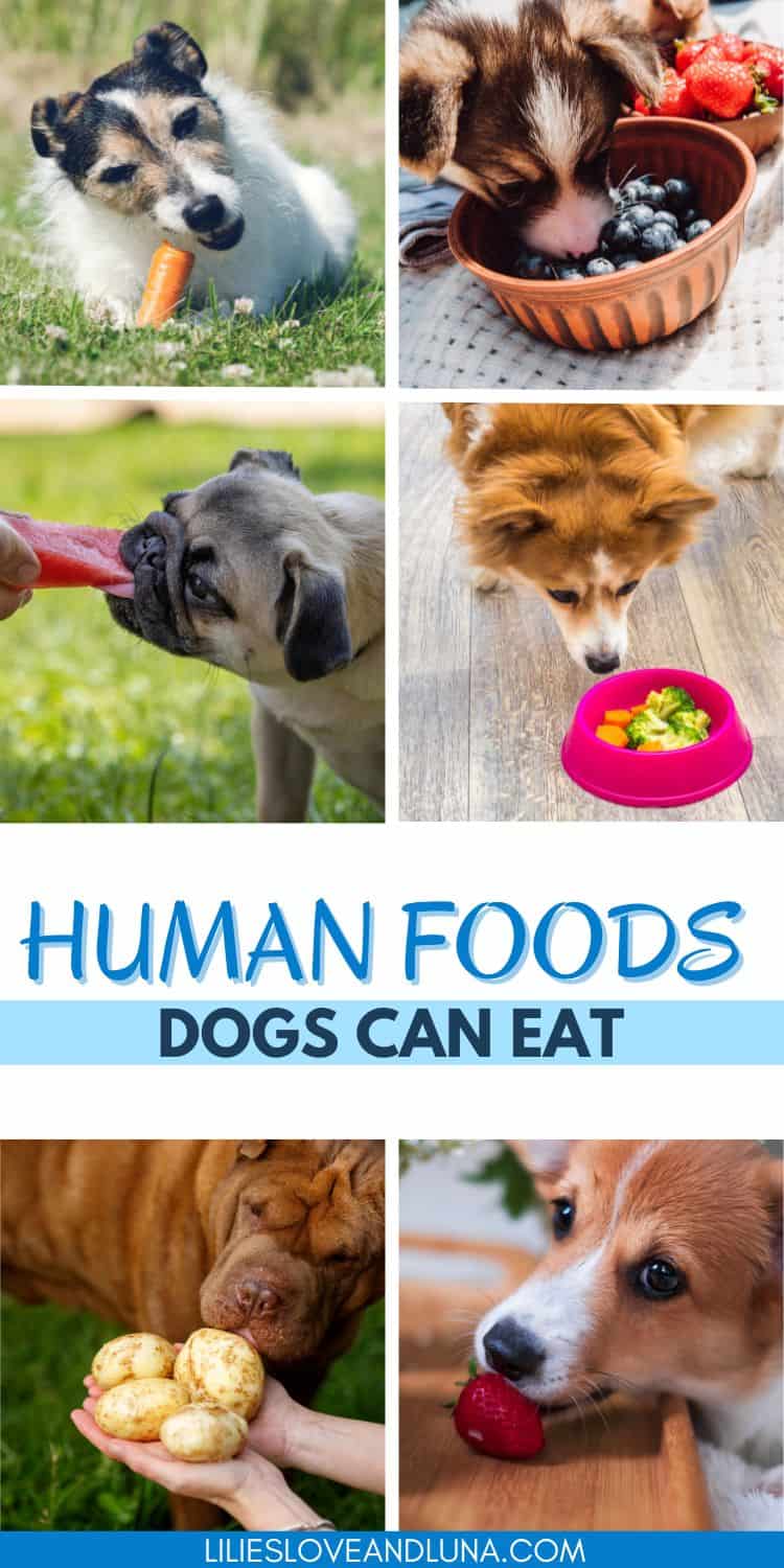 Pin image of a collage of pictures with a dog eating a carrot, a dog with their head in a bowl of blueberries, a dog biting a piece of watermelon, a dog sniffing a bowl of broccoli and carrots, a dog sniffing potatoes, and a dog biting a strawberry. A text overlay reads human foods dogs can eat.
