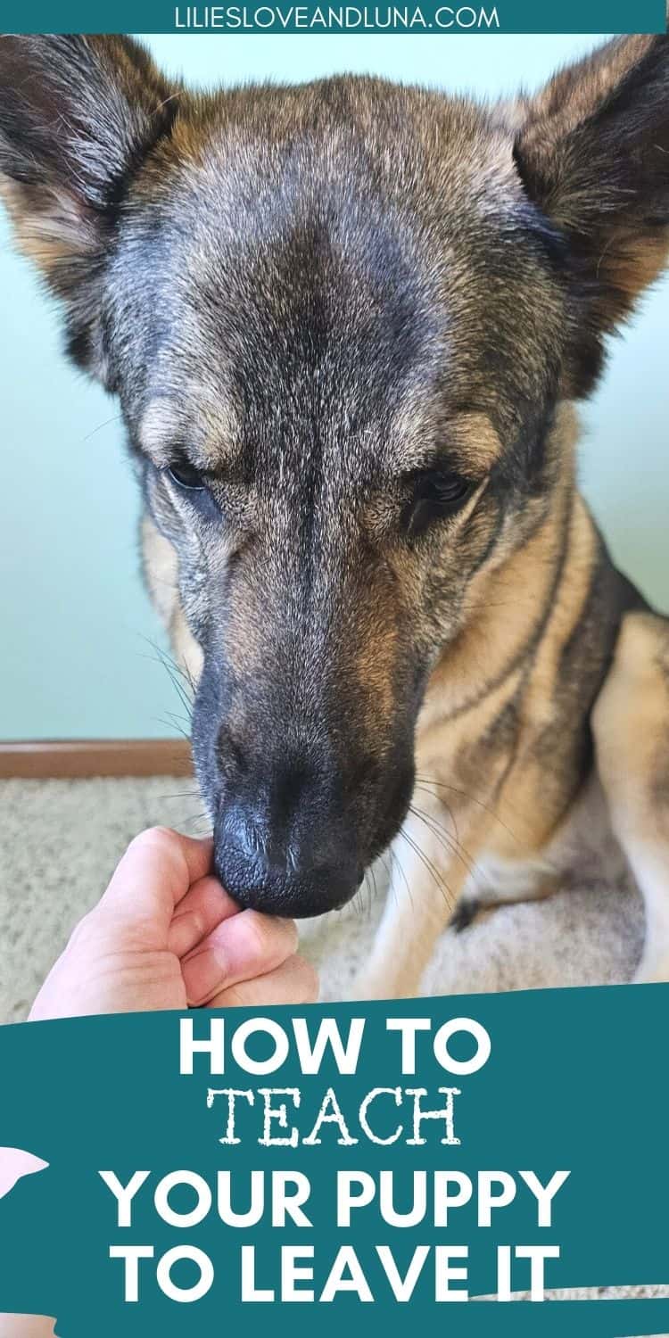 Pin image of a German Shepherd sniffing a closed fist with a text overlay that reads how to teach your puppy to leave it.