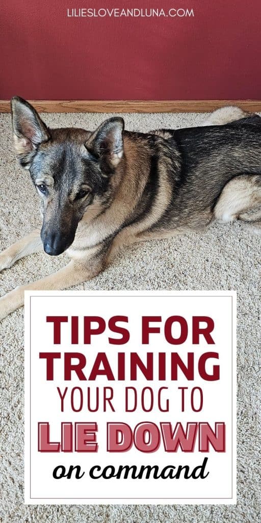 Pin image of a German Shepherd in a lie down position with a text overlay that reads tips for training your dog to lie down on command.