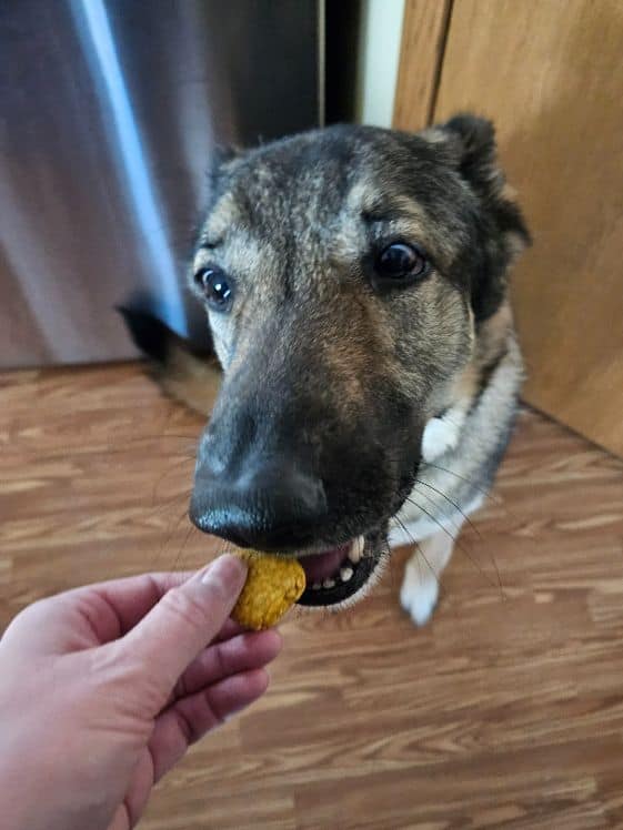 A German Shepherd trying a pumpkin yogurt dog treat.