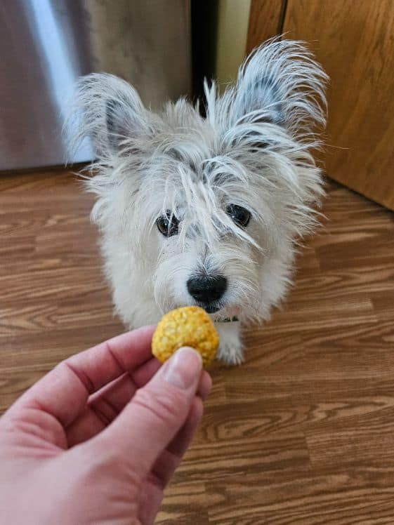 A poodle terrier looking at a pumpkin yogurt dog treat being held in a hand.