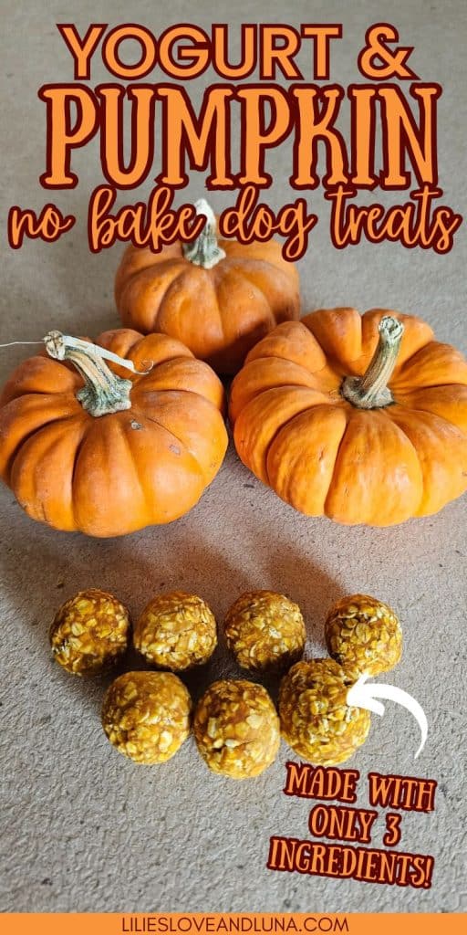 Pin image of 3 small pumpkins above 7 homemade dog treat balls with a text overlay that reads yogurt and pumpkin no bake dog treats: made with 3 ingredients.