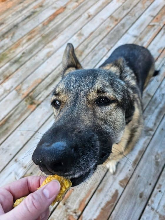 German shepherd taste testing apple pumpkin dog treat.