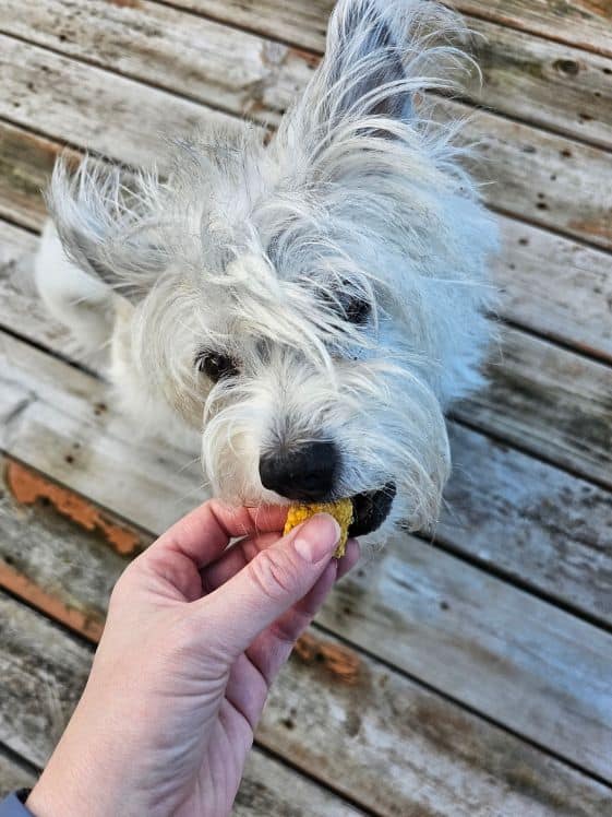 Poodle terrier taste testing apple pumpkin dog treat.