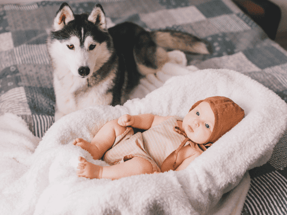 A husky looking at a baby laying in front of the dog.