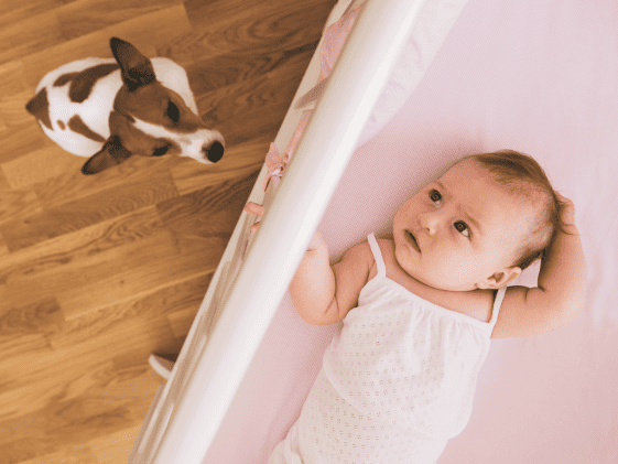 A small dog looking at a baby in a bassinet.