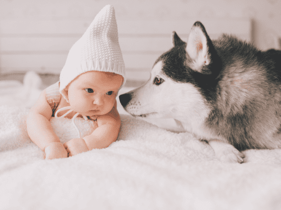 A dog sniffing a baby's face.