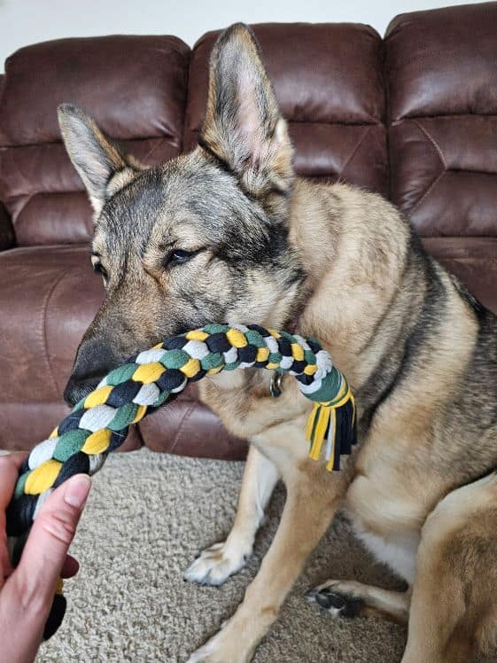 A German Shepherd sniffing a tug toy.