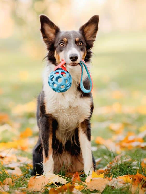 A dog holding a toy in their mouth sitting outside surrounded by fallen leaves.
